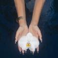 orchids (lullabies)