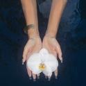 orchids (lullabies)专辑