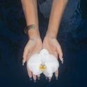 orchids (lullabies)专辑