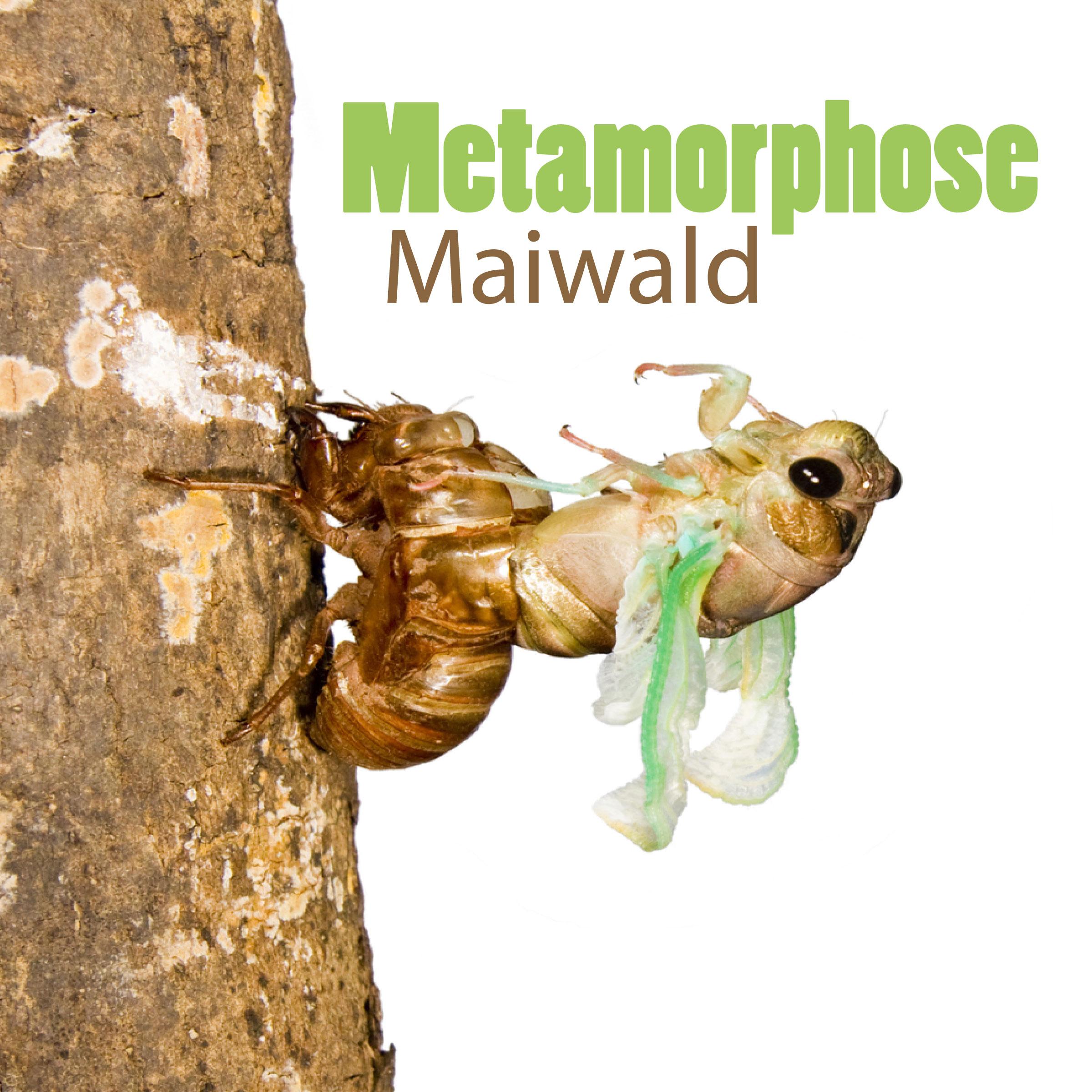 Metamorphose