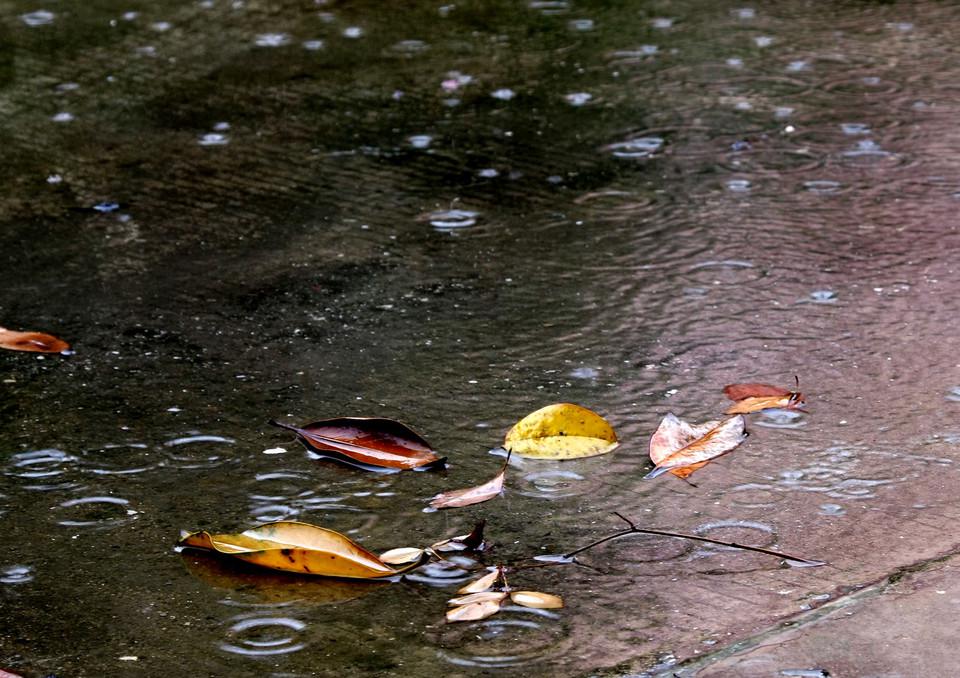 秋雨专辑