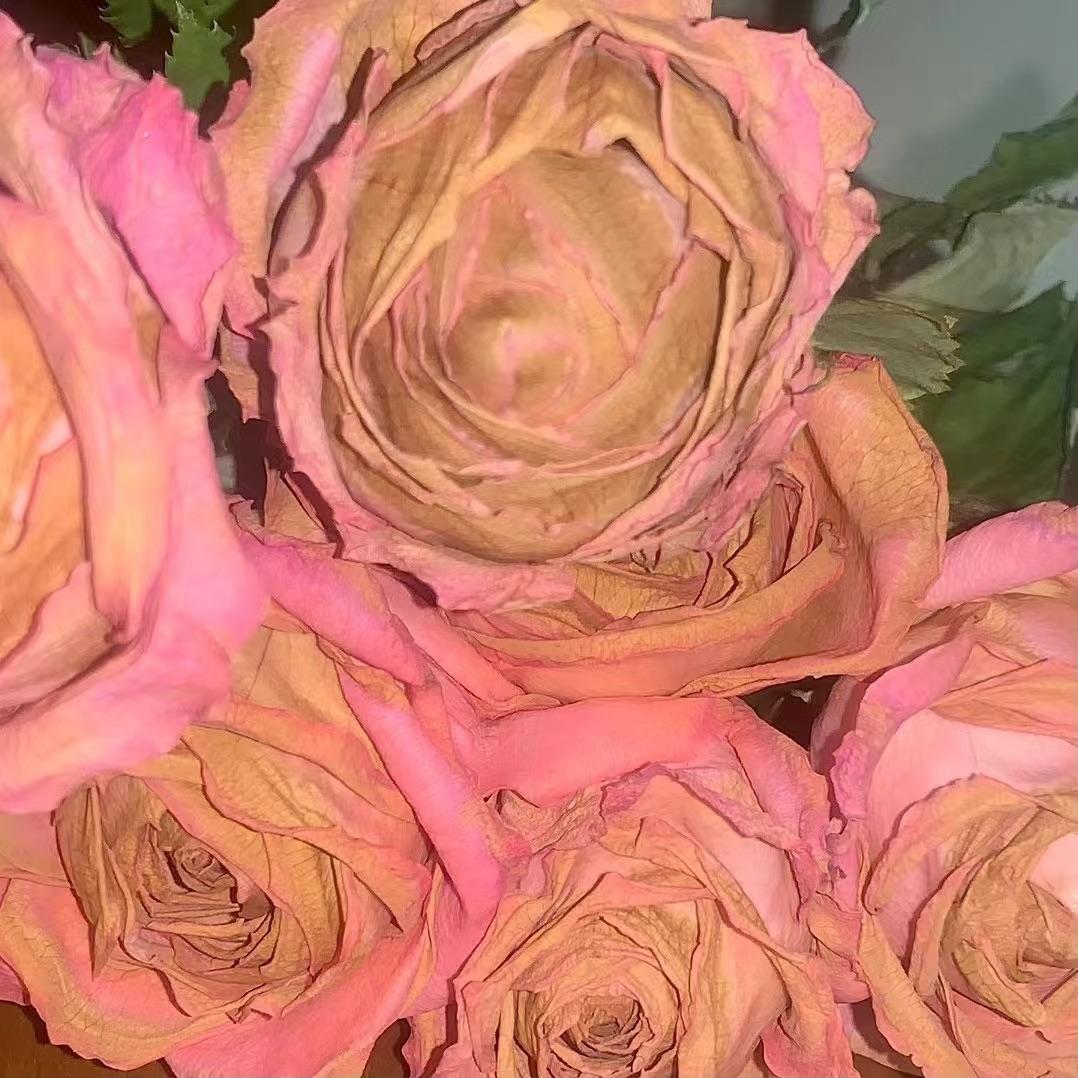 Roses