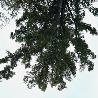 滋养着心底的情绪树-悄然经过