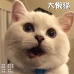 大懒猫专辑