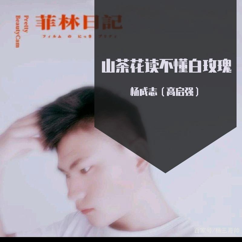 山茶花读不懂白玫瑰