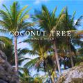 Coconut Tree