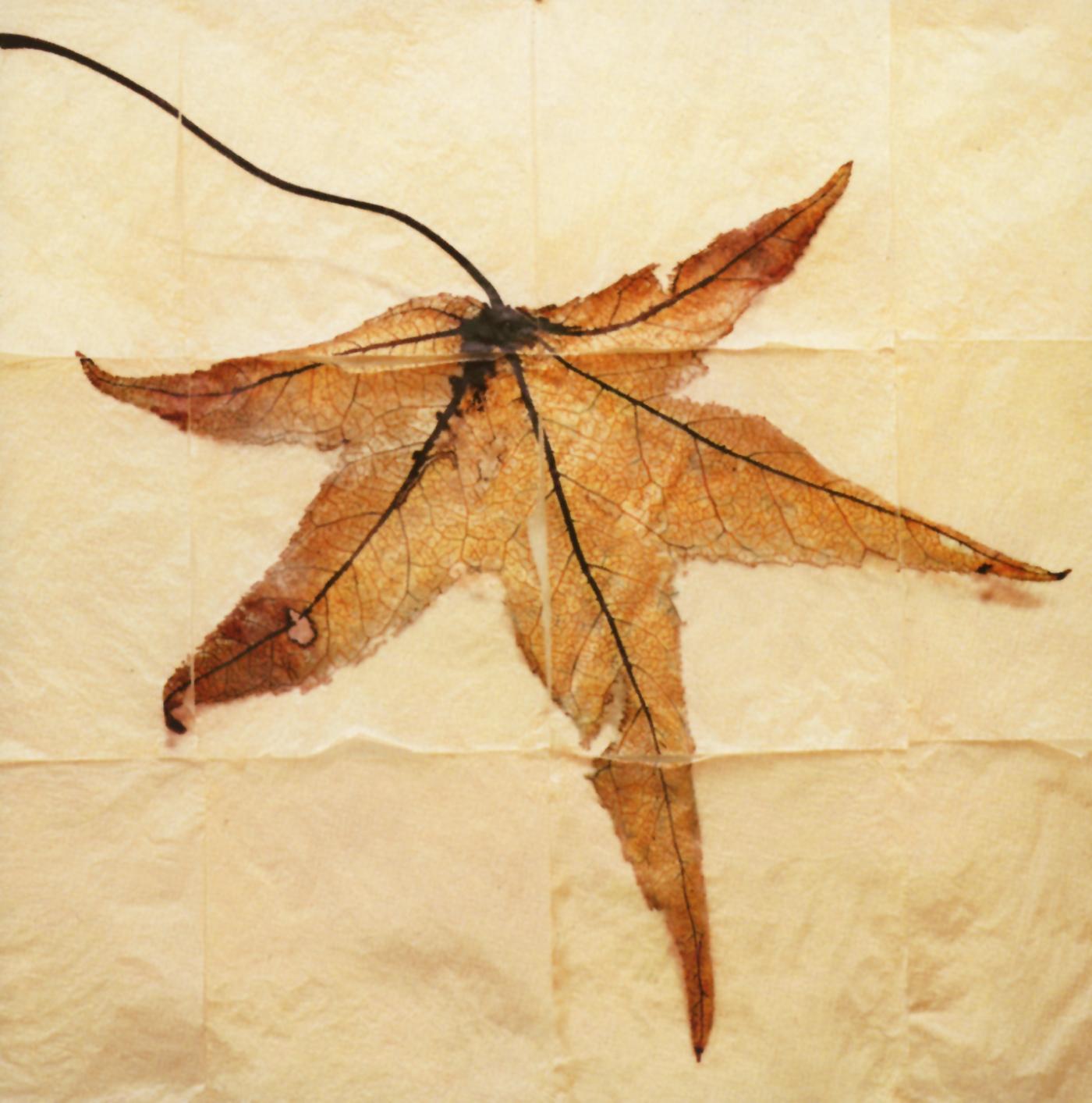 Requiem for Adam: 1. Ascending the Heaven Ladder