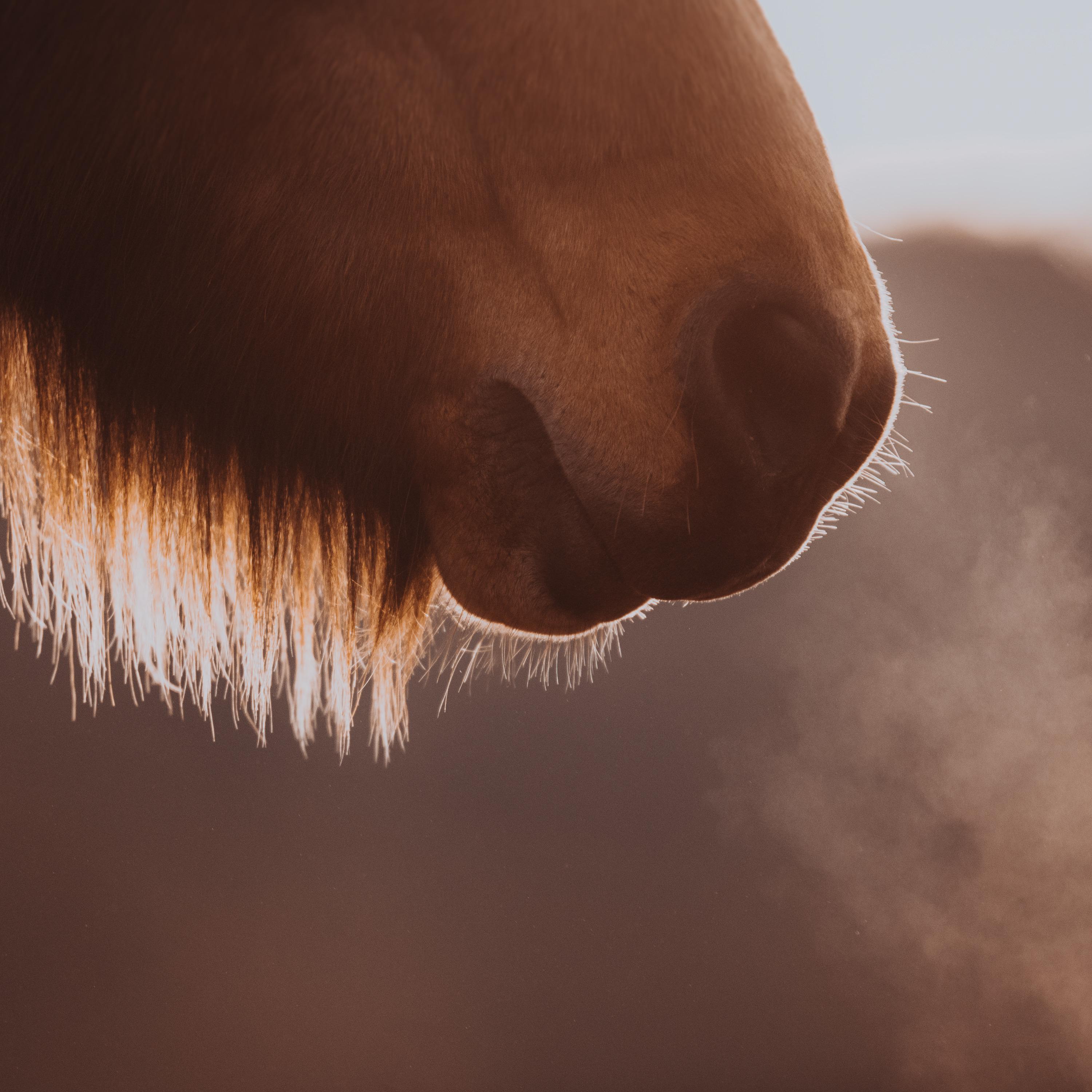 Pony