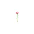 clove pink