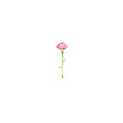 clove pink