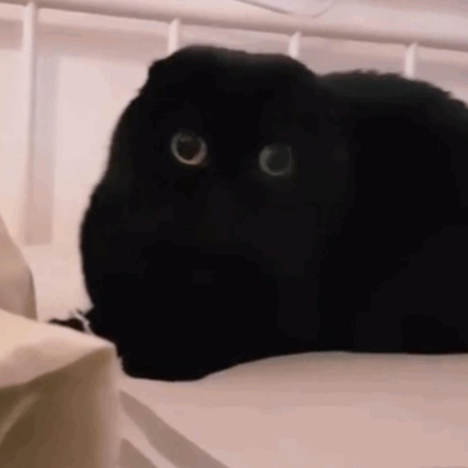 黑猫警长