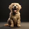 Villanueva - Golden Retrievable