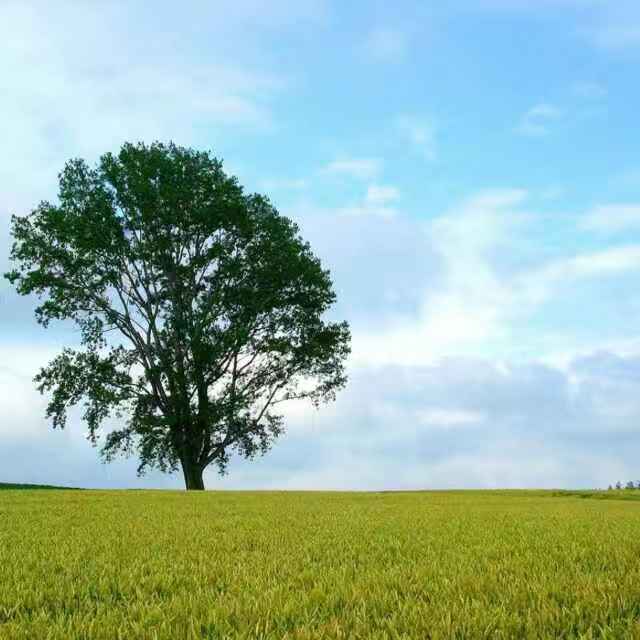 纯