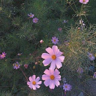 网络流行歌曲2019♡