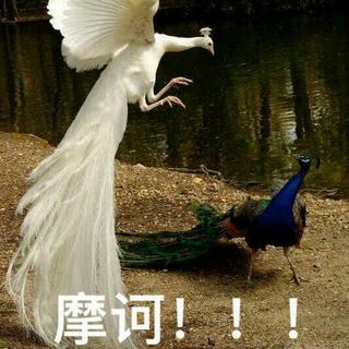 原耽女孩冲鸭！淮上/巫哲/Priest/非天夜翔