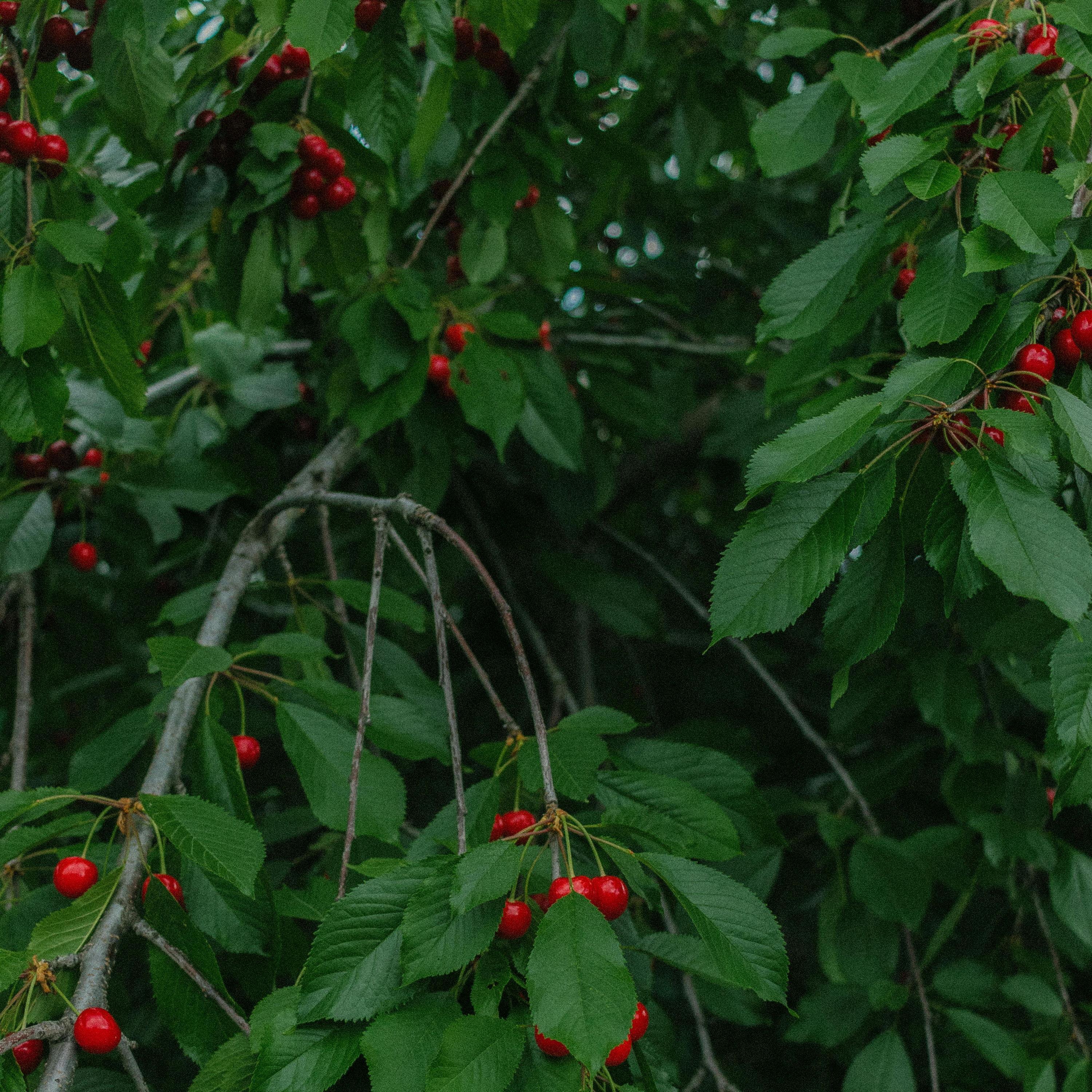 forest fruit