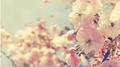 Some Day; Mornings专辑