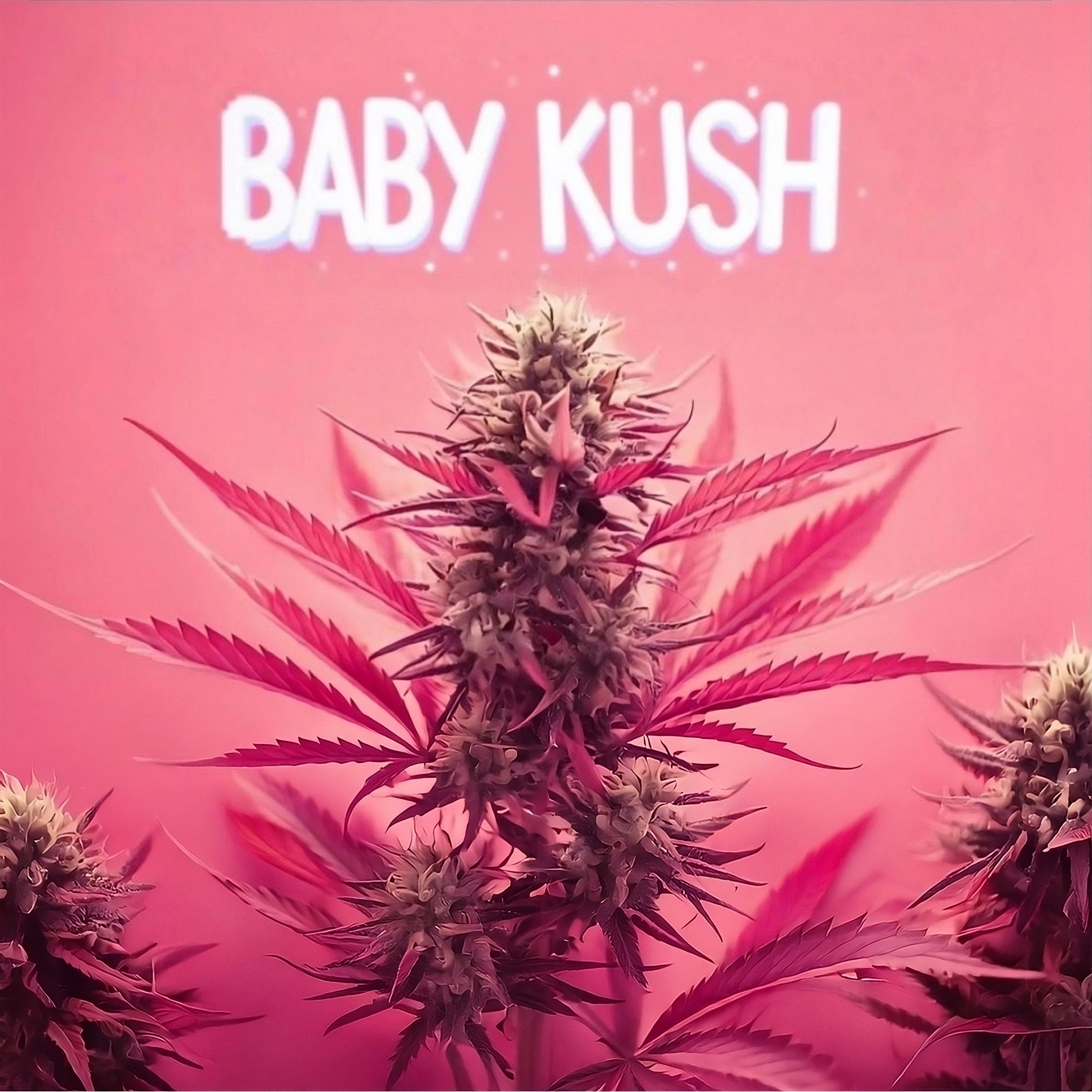 Baby Kush
