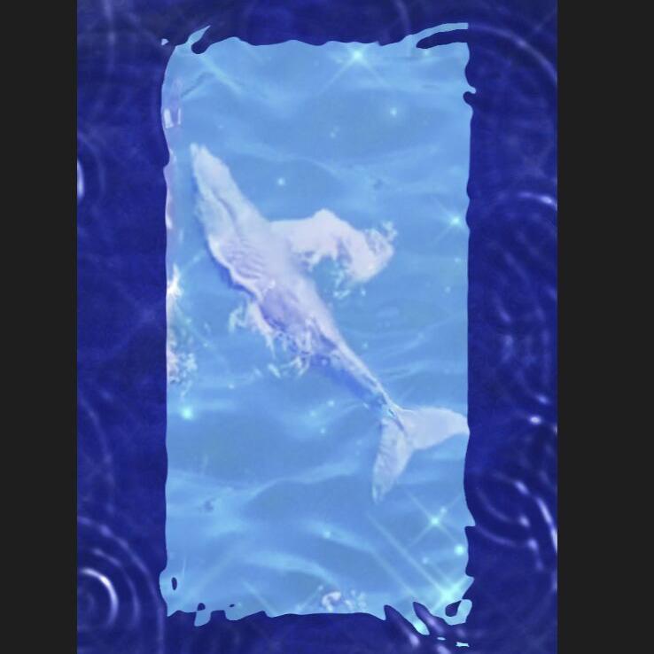 鲸（Whale）