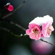 寒梅煮雪