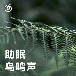 [助眠鸟鸣声] 置身热带雨林 听见鸟语花香