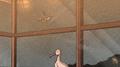 Where Birds Fly专辑