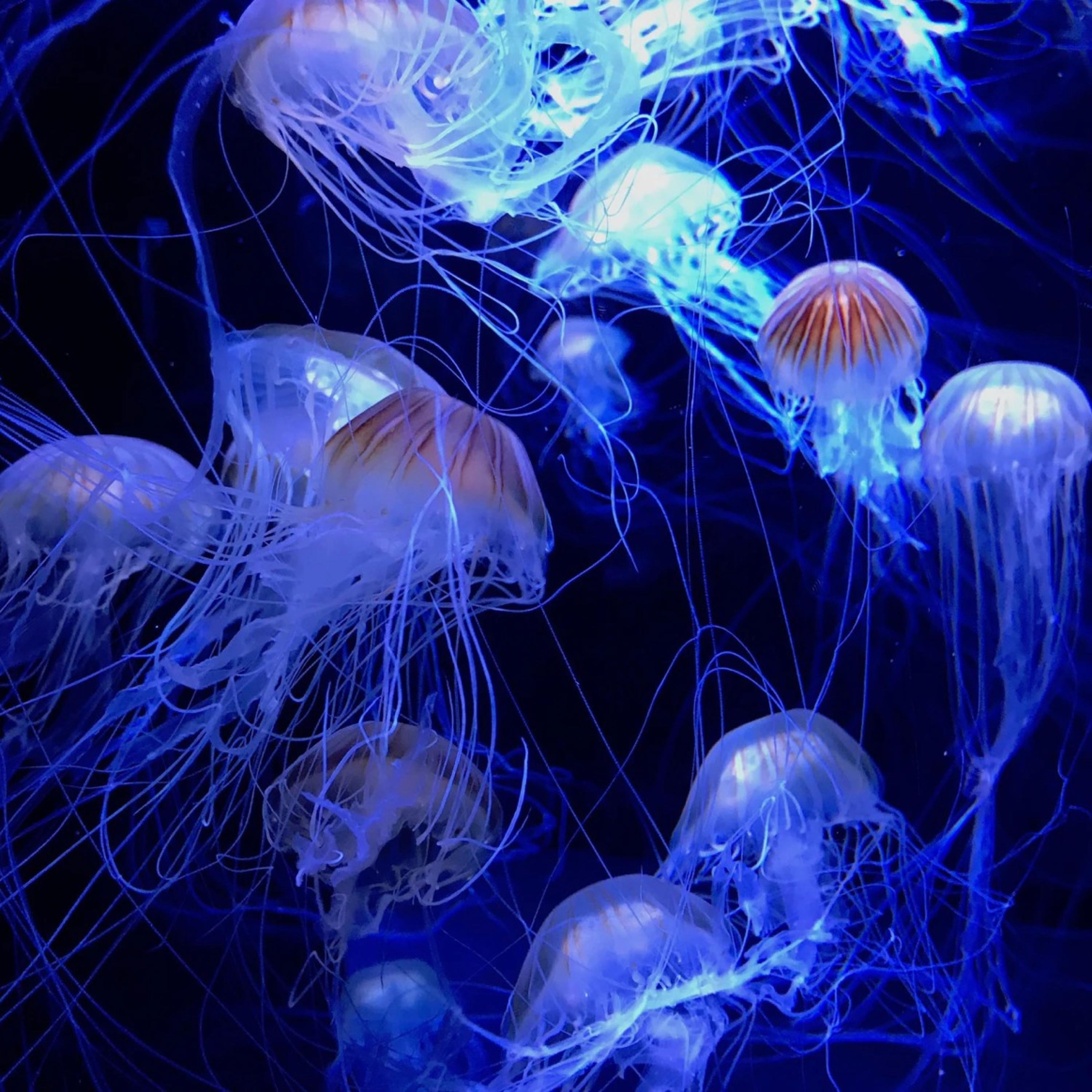 Jellyfish (feat. Zach K)