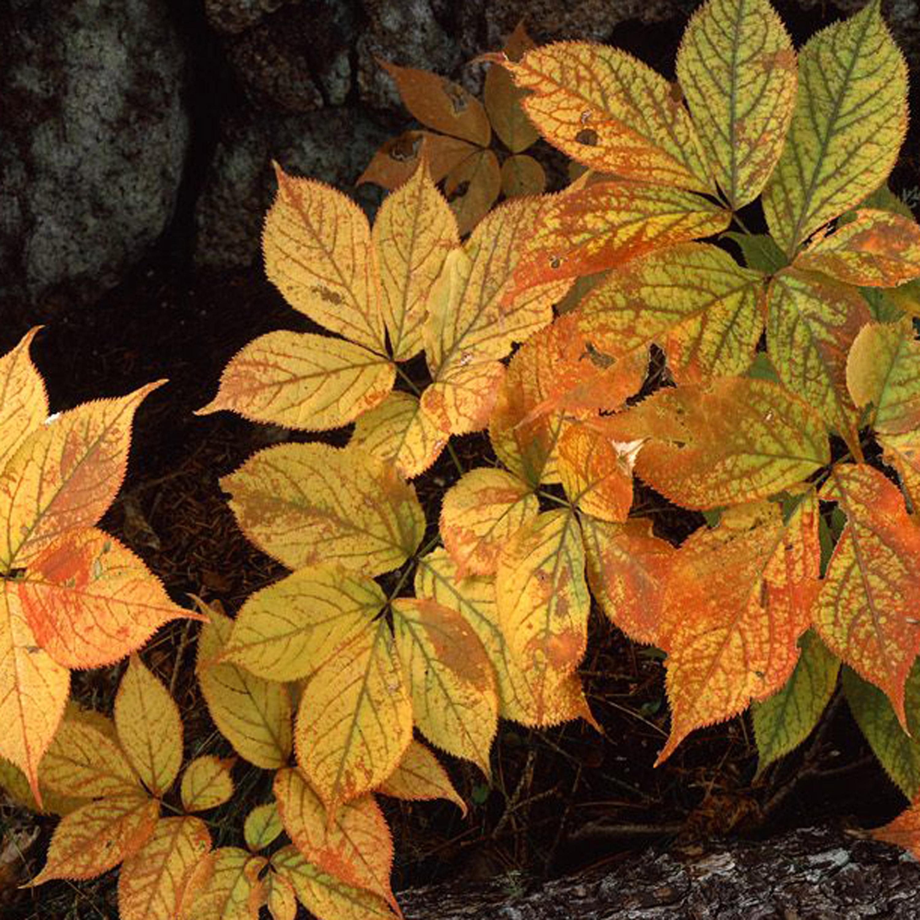 你的眼睛一直在欺骗你