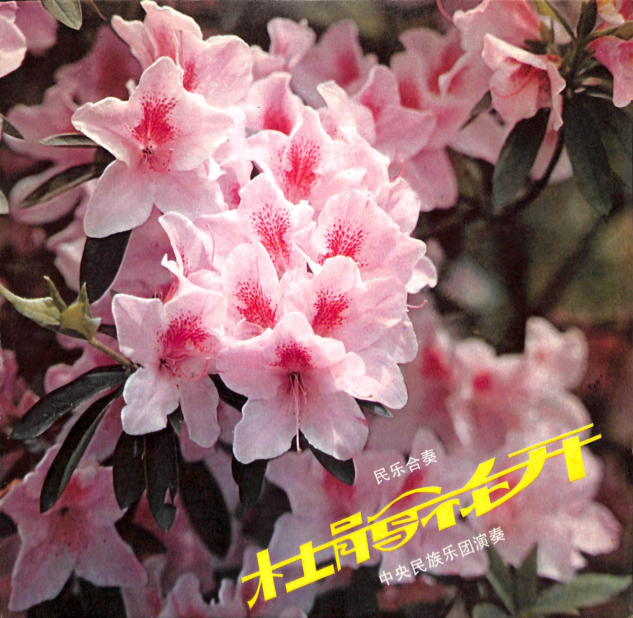 杜鹃花开