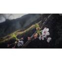 葉桜と口笛专辑