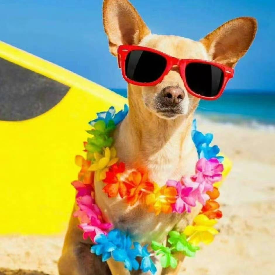 乔安的故事（选自音乐剧《面试（Interview）》）（翻自 音乐剧《面试》）