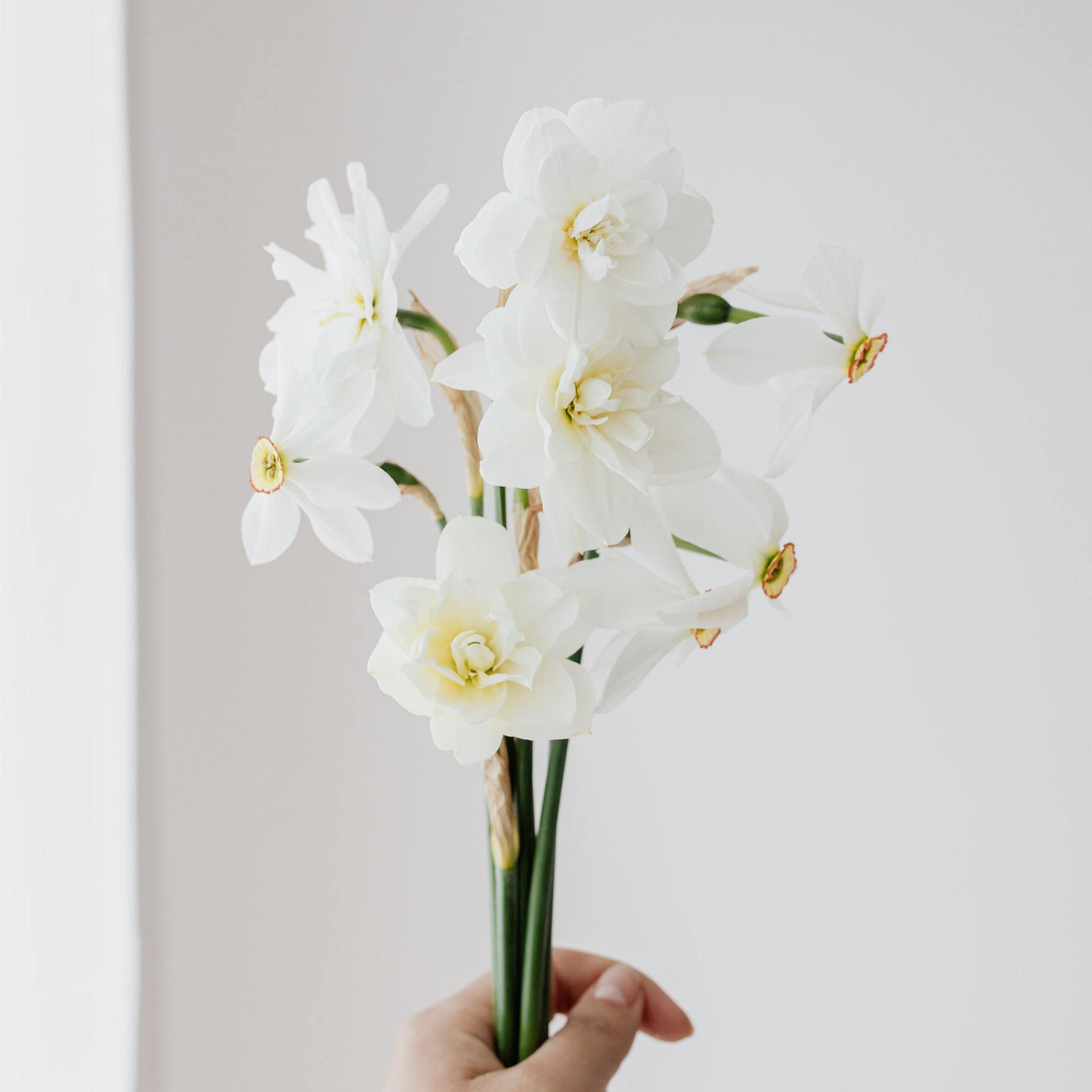 Narcissus