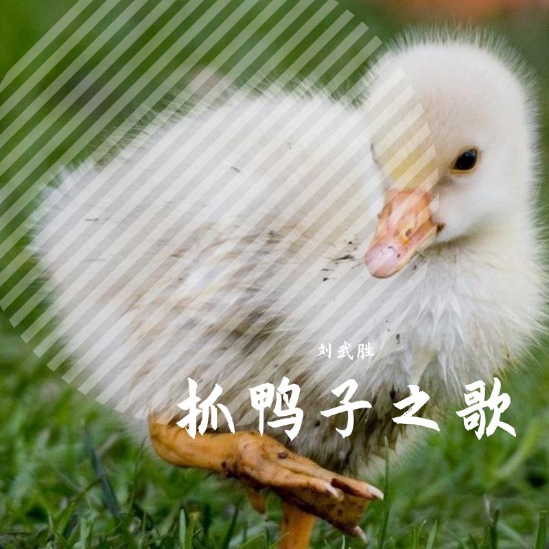 抓鸭子之歌