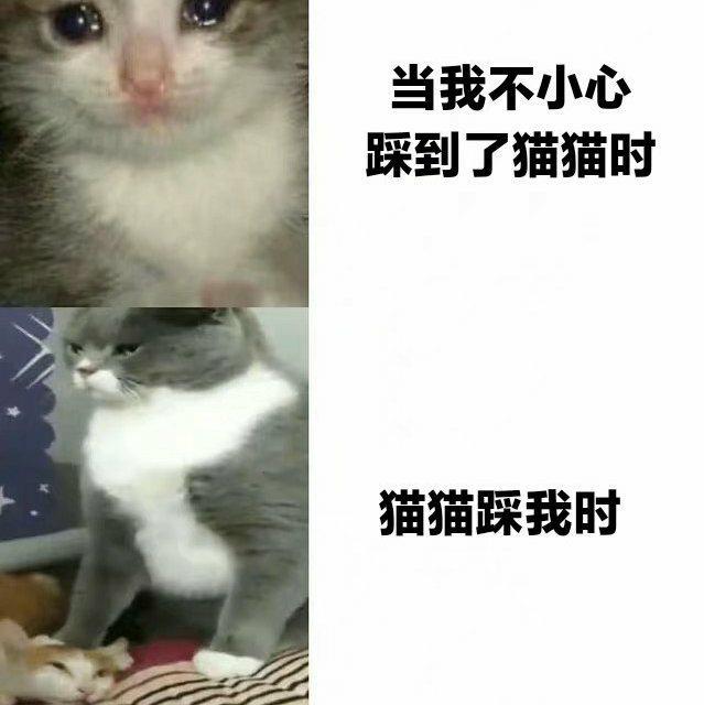 Gift for wochi「meme」 - 你是来找meme的吧!!!!(含梗图) - 电台节目 - 网易云音乐