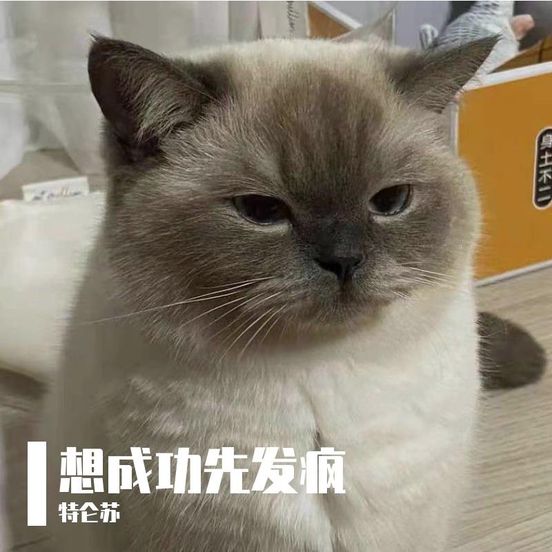 想成功先发疯