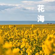 花海 (温柔女声版)