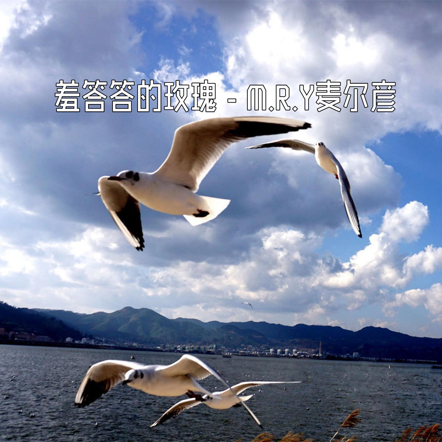 羞答答的玫瑰