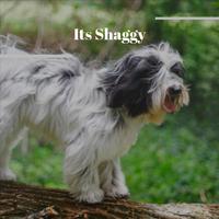 Its Shaggy
