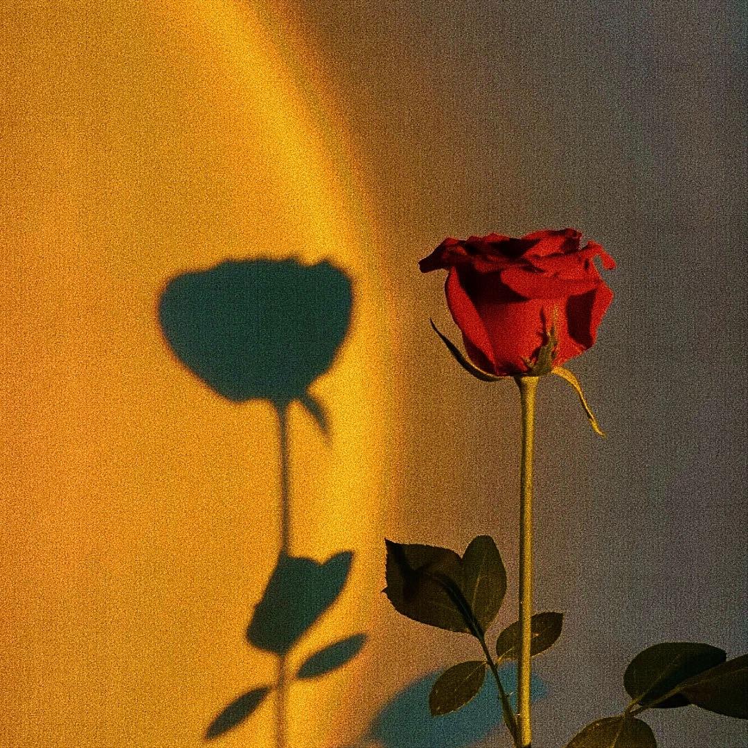 瑰（rose）