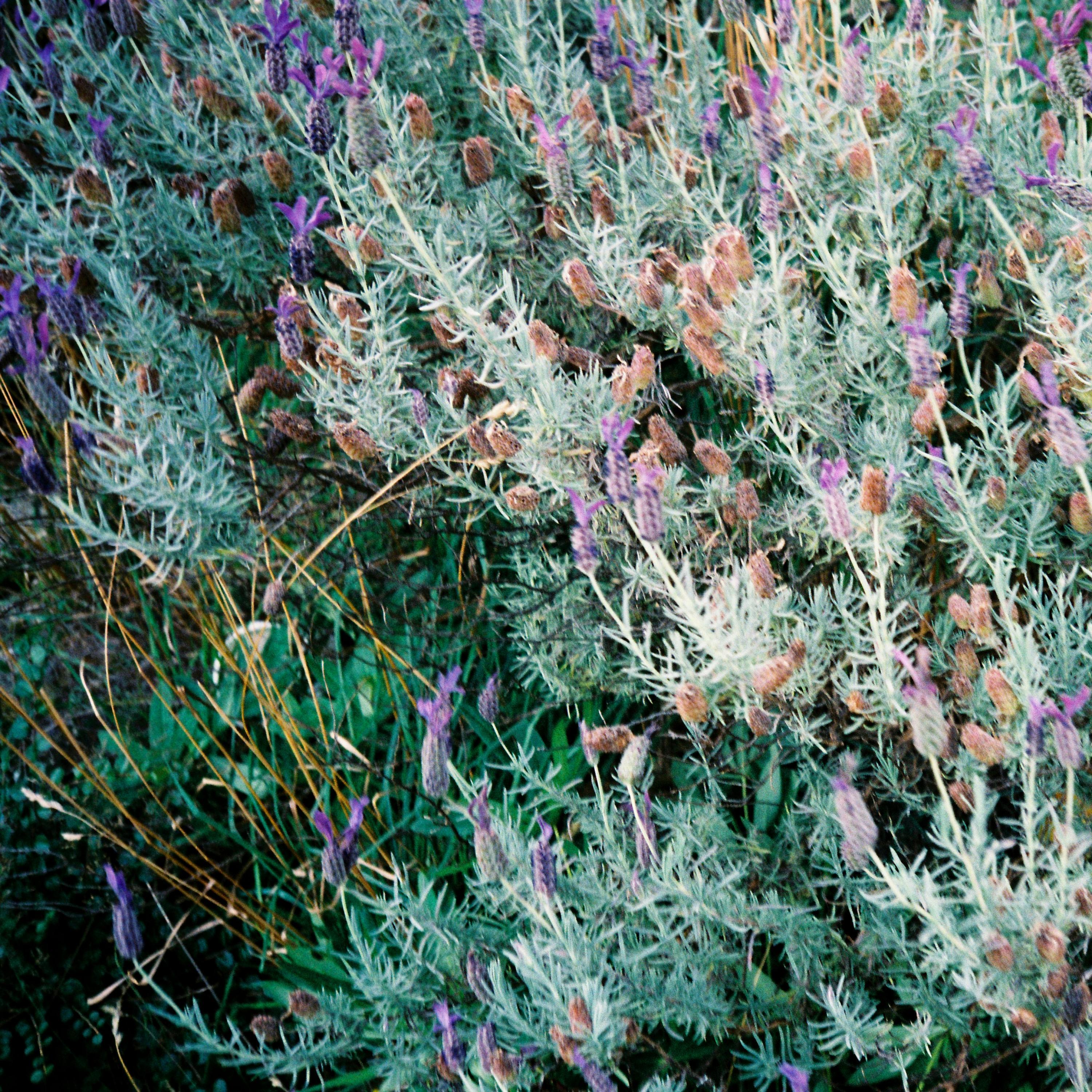 Hitta (VIP)