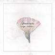 Anemone - single collection -