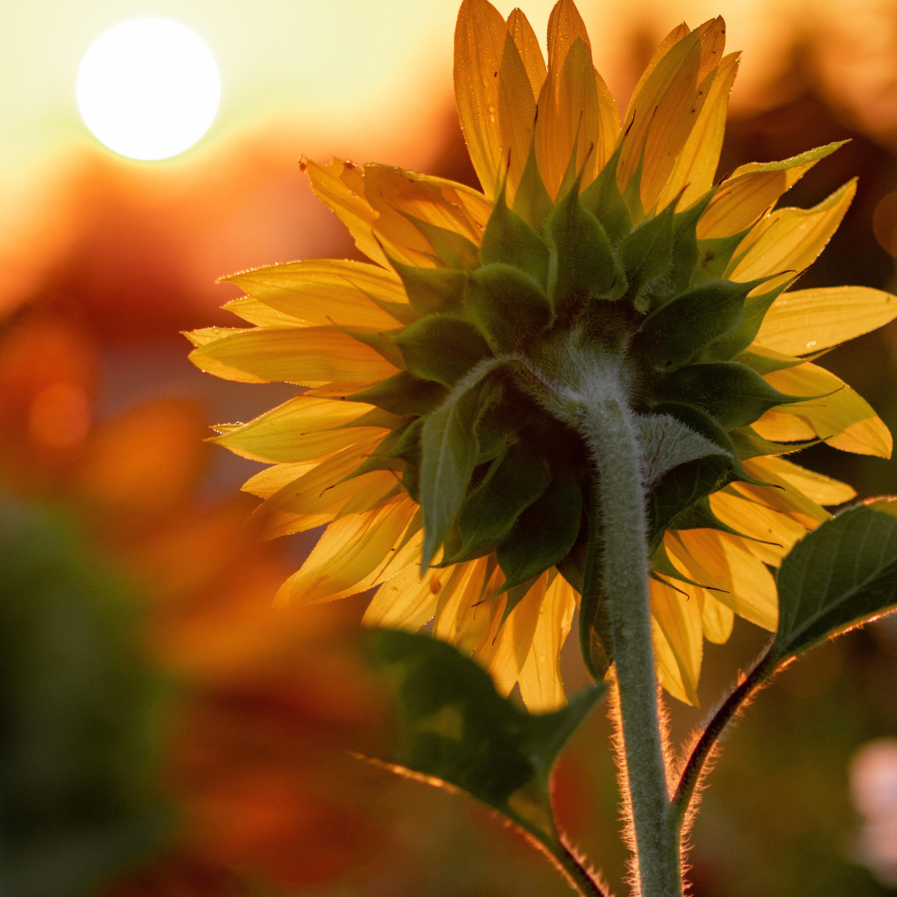 Sunflower Morning