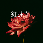 紅蓮華