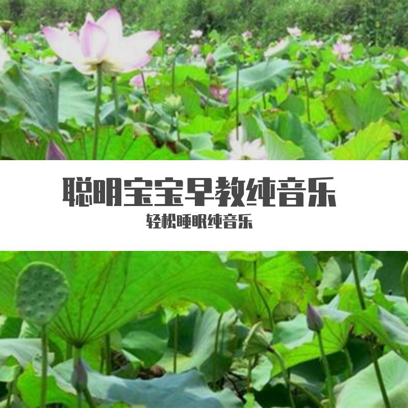 聪明宝宝早教音乐