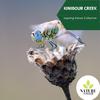 Discover Bliss Nature Music - Nature Campfire