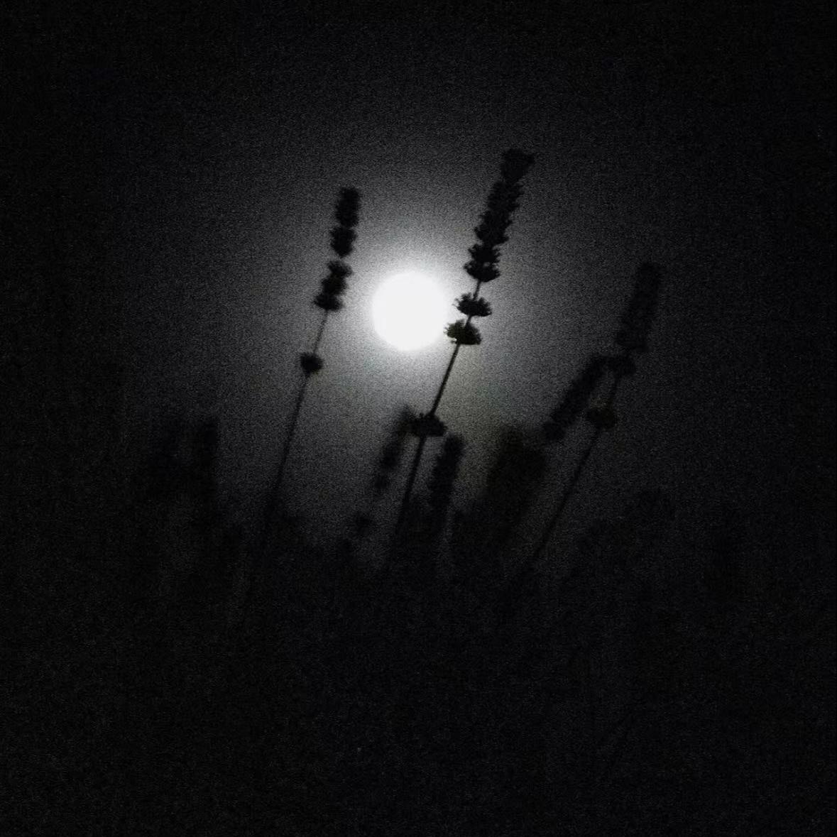 再见只是陌生人 烟嗓船长