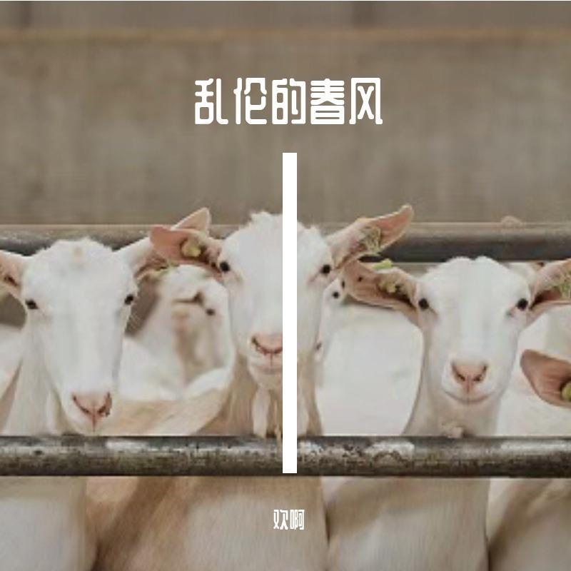 乱乱的春风