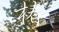 椿专辑
