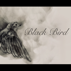 Black Bird