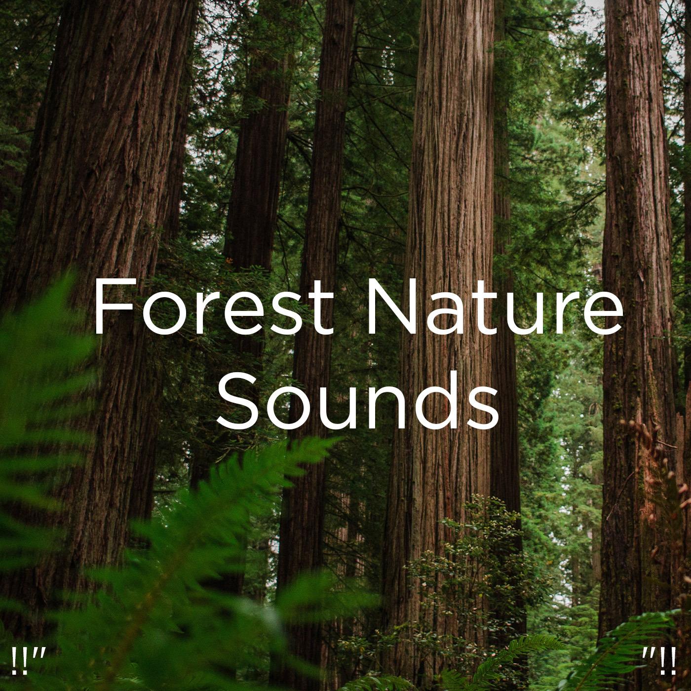 !!" Forest Nature Sounds "!!